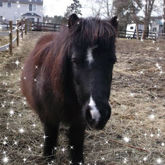 Profile Picture of Deborah Lafrancois (@dlafrancois) on Poshmark