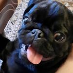 Profile Picture of Плюхандрий Александрович (@mylittleplush) on Instagram