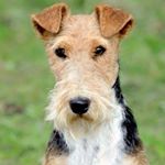 Profile Picture of max.foxterrier (@max.foxterrier) on Instagram