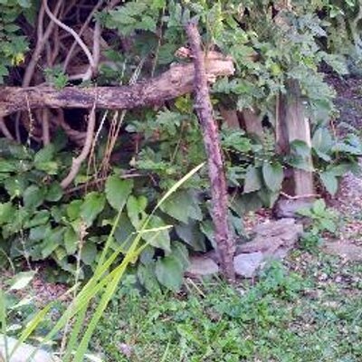 Profile Picture of Shawn Lund (@lochlewan) on Twitter