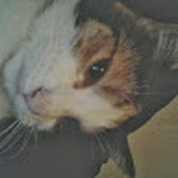 Profile Picture of Laura Dutton (@laura-dutton-31) on Quora