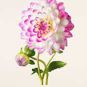 Profile Picture of Renee Allen (@reneeallen4315) on Youtube