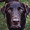 Profile Picture of Lucy Loo Pet Photography (@lucyloopetphotography) on Flickr