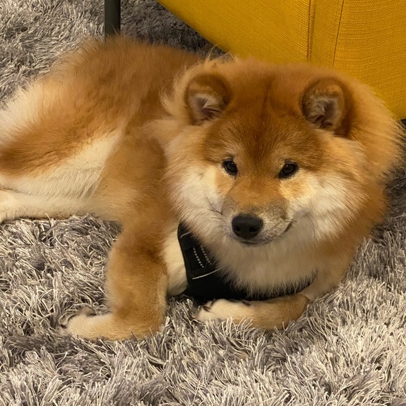 Profile Picture of Lulu Zhao (@peppereatrabbit) on Poshmark