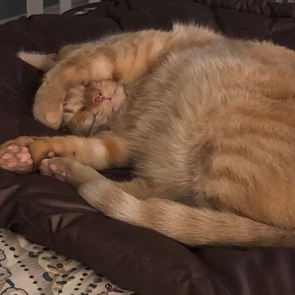 Profile Picture of Laurie Debarr (@ljdebarr) on Poshmark