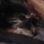 Profile Picture of Stephanie Pohl (@krummissteffi) on Instagram