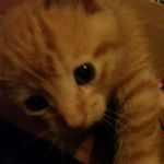 Profile Picture of Morgan Rollins (@ginger_blue2) on Instagram