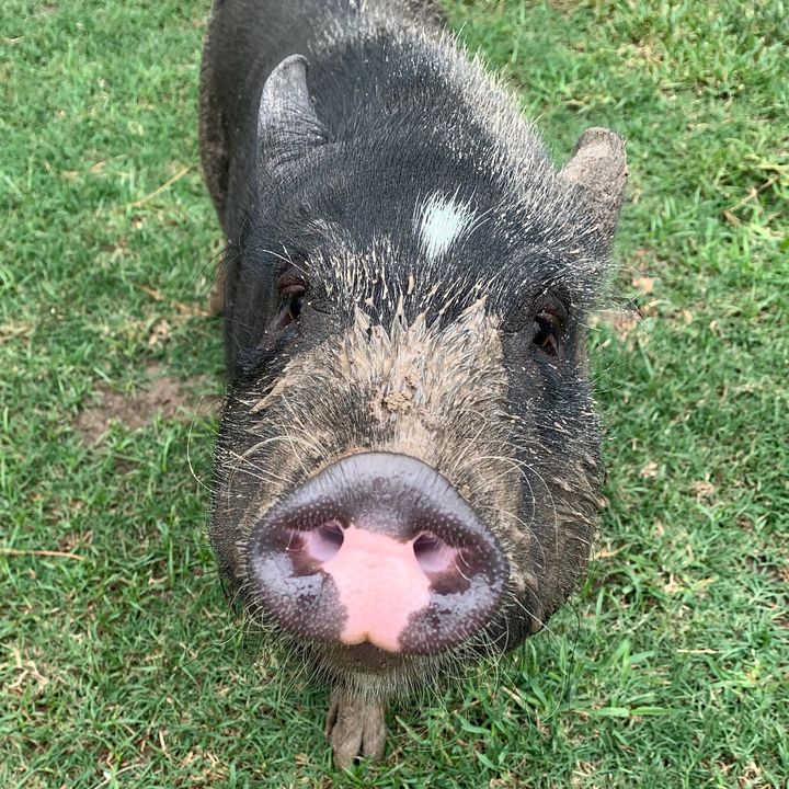 Profile Picture of Patrick (@patrickthepig) on Tiktok