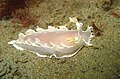 Profile Picture of Tritoniidaeon Wikipedia