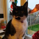 Profile Picture of Carol Devaney Was Whittle (@devaneycarol) on Instagram