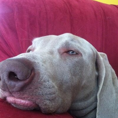 Profile Picture of James Nester (@TheWeimar) on Twitter