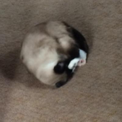 Profile Picture of Judy Dixon (@jldixon007) on Twitter