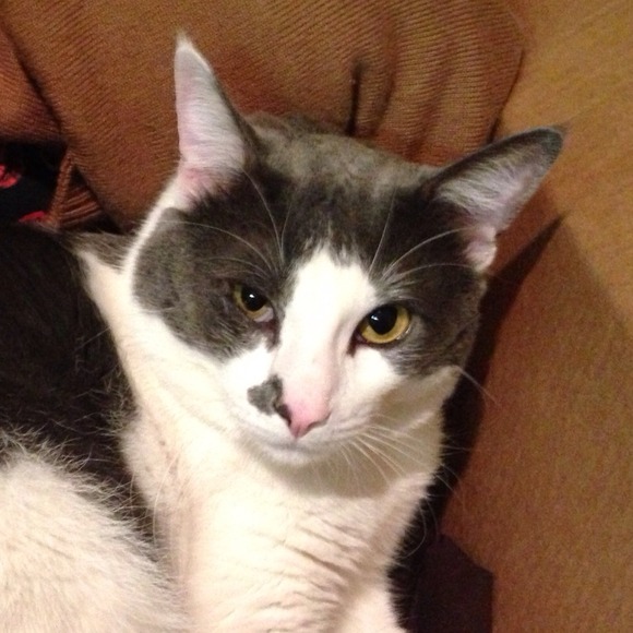 Profile Picture of Katie Battershell (@kitsu) on Poshmark
