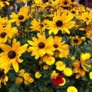 Profile Picture of Jackie Key Weaver (@jsweaver007) on Pinterest