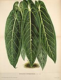 Profile Picture of Anthurium warocqueanumon Wikipedia