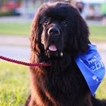 Profile Picture of Chewbacca. Newfoundland💚🐾 (@chewie.the.newfie) on Instagram