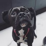 Profile Picture of Darwin The Boxer (@darwin_the_therapy_boxer) on Instagram