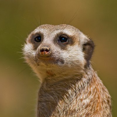 Profile Picture of Adam Surovčík (@AdamSurovcik) on Twitter