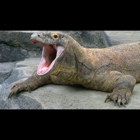 Profile Picture of Naoko Takeda (@ntakeda7) on Poshmark