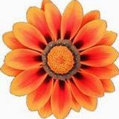 Profile Picture of Kris Montgomery (@just4youshoes) on Twitter