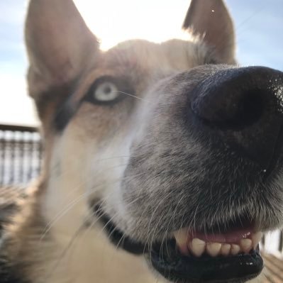 Profile Picture of Josh Millmore (@josh_millmore) on Twitter