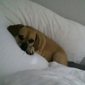 Profile Picture of Lacey Autumn (@meyerlacey) on Pinterest