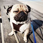 Profile Picture of marlène (@sheldon.the.pug) on Instagram