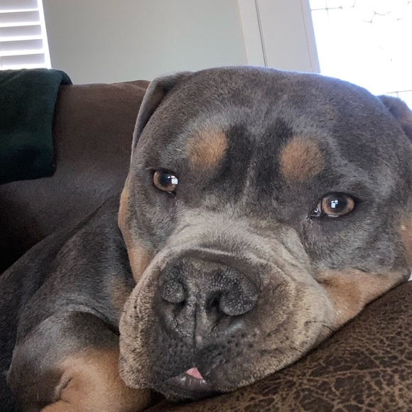 Profile Picture of Lori Moruzzi (@lorimoruzzi) on Poshmark