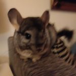 Profile Picture of Rex K. Lambert (@rexk.lambert) on Instagram