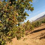 Profile Picture of Francisco Javier Bernaldez (@jonifran) on Instagram