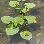 Profile Picture of Matthew Kurtz (@matthew.kurtz.98) on Facebook