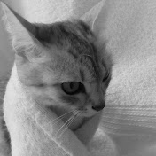 Profile Picture of Kate Lin (@katelin5830) on Youtube