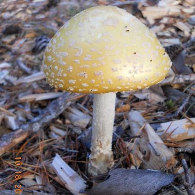 Profile Picture of Lori Warnick (@crazistuff4u) on Twitter