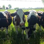 Profile Picture of Meredith Lehman (@ariealanna) on Instagram