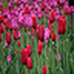 Profile Picture of Anoop! (@anoop!) on Flickr