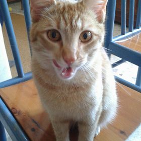 Profile Picture of Alice Mainiero (@BlashoIlCristo) on Pinterest