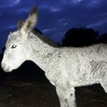 Profile Picture of Juan Luís Checa Melendez (@juanluischeca) on Instagram