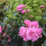 Ingrid Richardsson - Instagram Profile Picture of Ingrid Richardsson (@knaggingrid) on Instagram