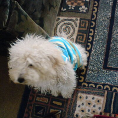 Profile Picture of Guillermo Gatica (@laaraucana) on Twitter