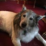 Profile Picture of Lea Blankenship (@momn4dgs) on Instagram