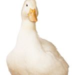 Profile Picture of devin costello (@devin.costello) on Instagram