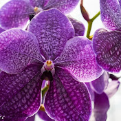 Profile Picture of Isabel Saez (@isabelsaez5589) on Youtube