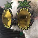 Profile Picture of Shelly Knowles (@shellyknowles1971) on Instagram