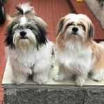 Lolla & Aaron - Instagram Profile Picture of Lolla & Aaron (@aventuralollaeaaron) on Instagram