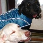 Profile Picture of Shelley Carver (@lakesandlabradoodles) on Instagram
