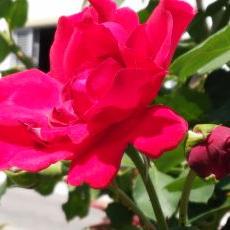 Profile Picture of Sylvia Rodrigues (@_sylrodrigues) on Twitter