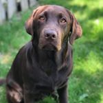 Profile Picture of Clive Burrell🐾 (@the_clive_life) on Instagram