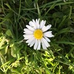Profile Picture of lily hahn (@lilyhahn11) on Instagram