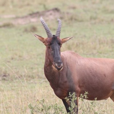 Profile Picture of Bob Karu (@BobKar404) on Twitter