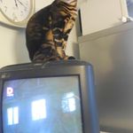 Profile Picture of elizabeth nicholson (@elizabeth536skip) on Instagram